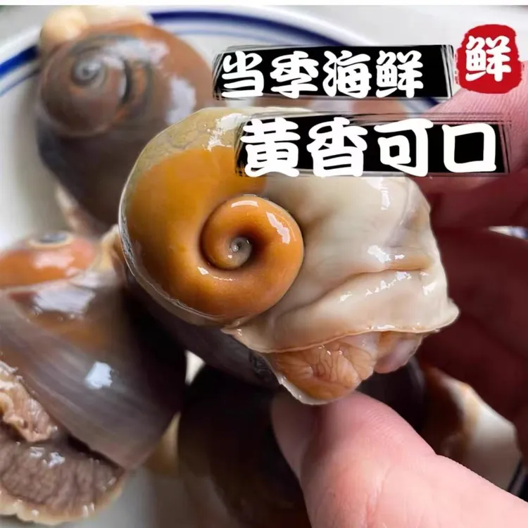 连云港海鲜猫眼螺 每斤6-12个左右（鲜活发货不包活介意慎拍）新鲜