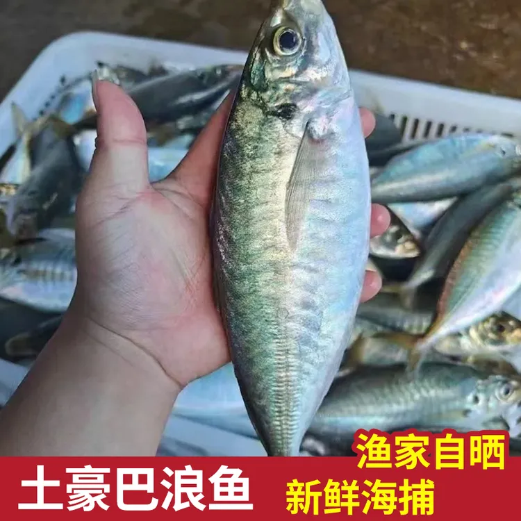 福建东山海鲜养殖巴浪鱼盐焗竹荚鱼鲜冻发货土豪巴浪鱼2斤东山岛