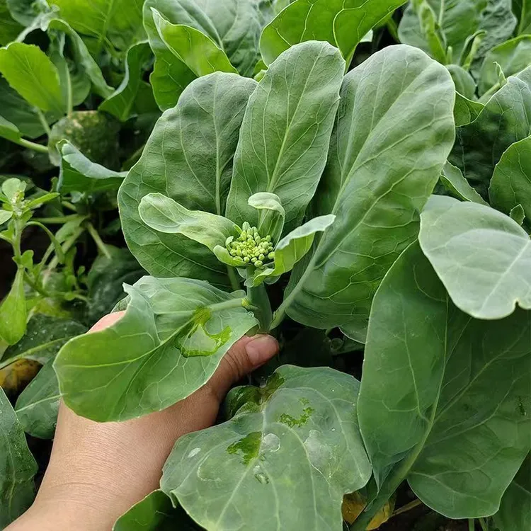 云南露天农家菜芥兰当季新鲜蔬菜现摘现发清炒芥兰
