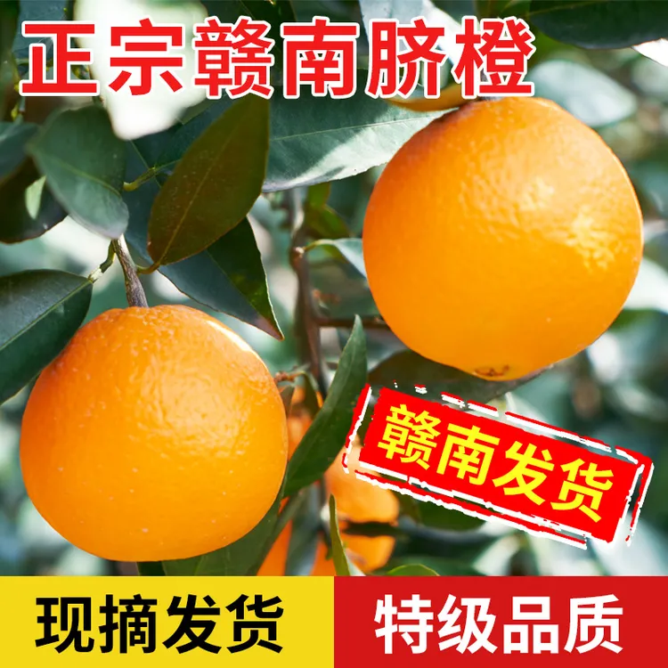 正宗江西赣南脐橙新鲜现摘现发应季孕妇水果超甜信丰农家橙橙子