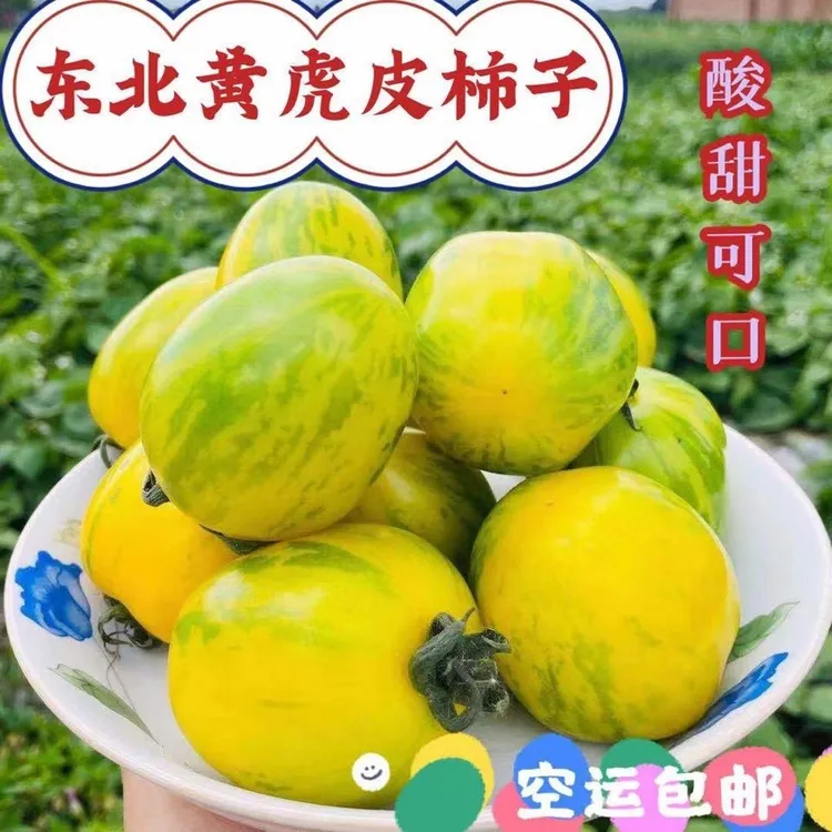 东北虎皮花皮球柿子酸甜可口新鲜生吃水果番茄西红柿子甜柿当季商品图