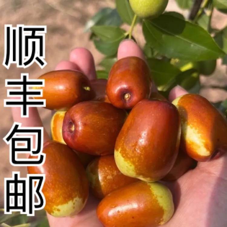 （辽宁省内专拍）正宗朝阳平顶枣酸甜口感顺丰包邮