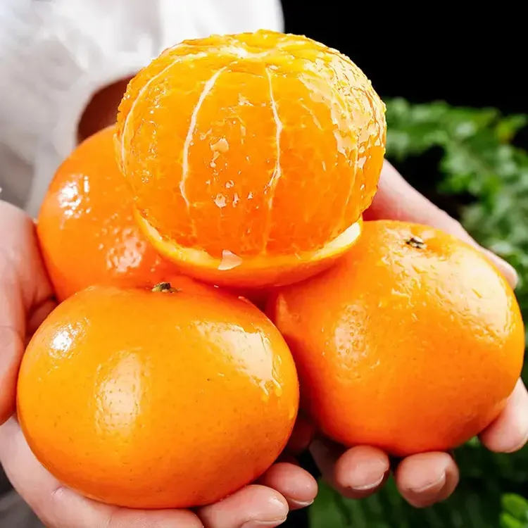 【正宗】广西武鸣沃柑应季新鲜水果桔子非丑橘子贵妃柑整箱5斤包邮9商品图