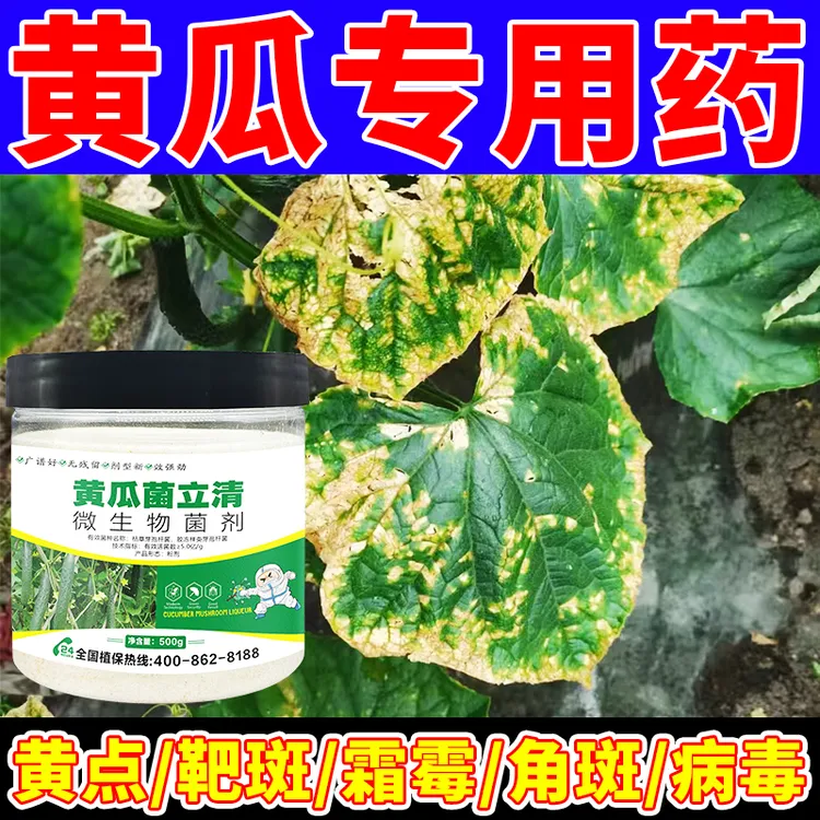 黄瓜病菌清黄瓜专用药黄瓜角斑病黄点病霜霉病炭疽病黄瓜病全治