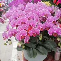 蝴蝶兰（富贵鸟）