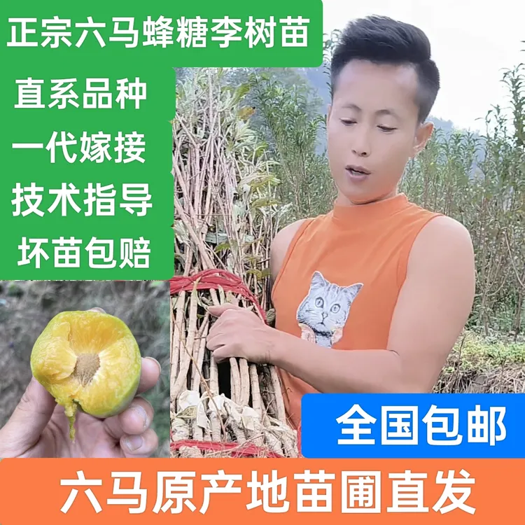 贵州六马蜂糖李子树苗现挖现发原产地直发土栽盆栽