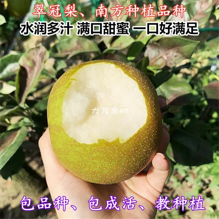 翠冠梨树苗早熟蜜梨六月雪梨苗脆冠梨子果苗嫁接南方种植当年结果