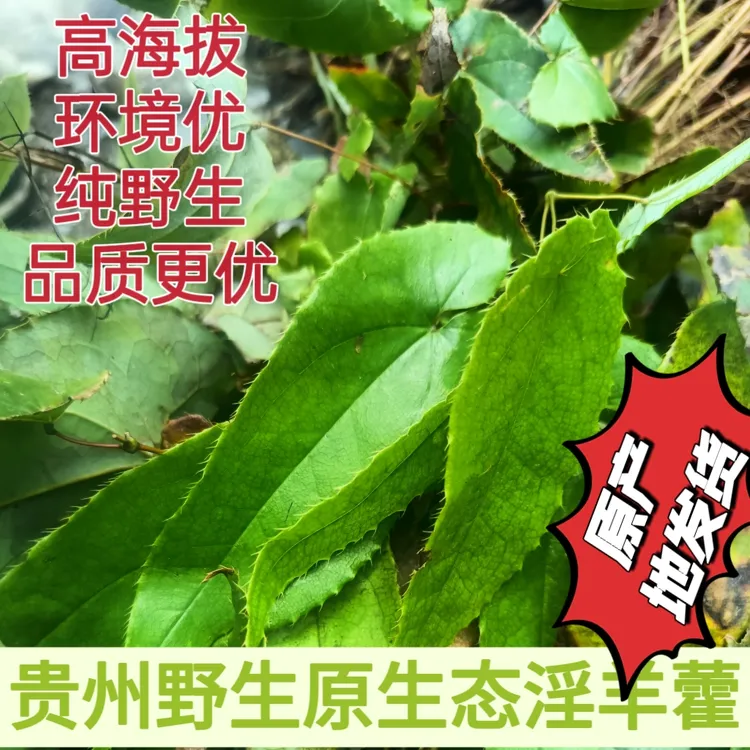 贵州原生态高山野生淫羊藿三枝九叶草高海拔自然晾晒可搭配枸杞