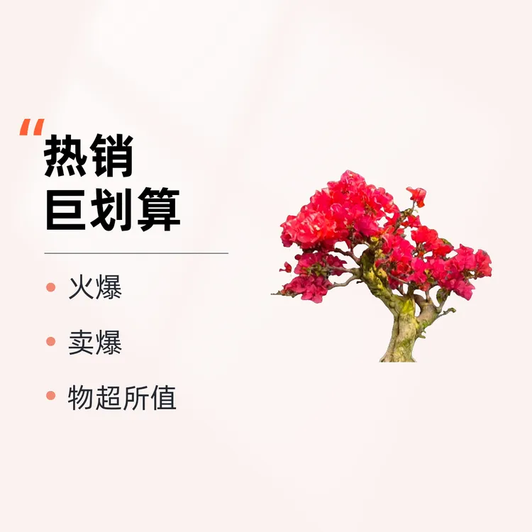 三角梅老桩盆景（一物一拍）