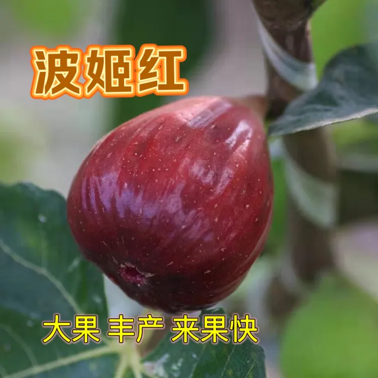 无花果树苗波姬红品种红色大果矮生阳台院子南北皆可种植商品果