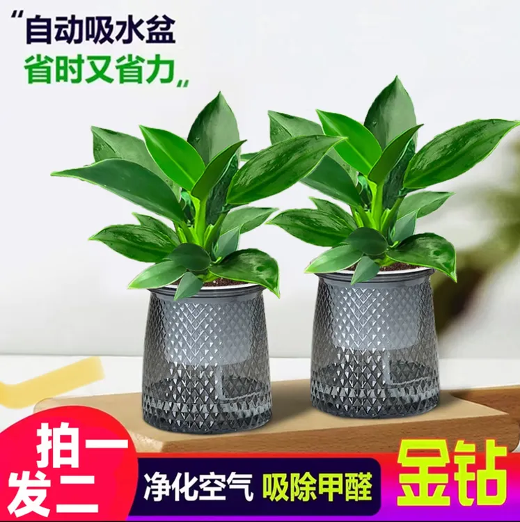 【 买一送一】金钻盆栽室内净化空气美观桌面绿植办公室四季常青