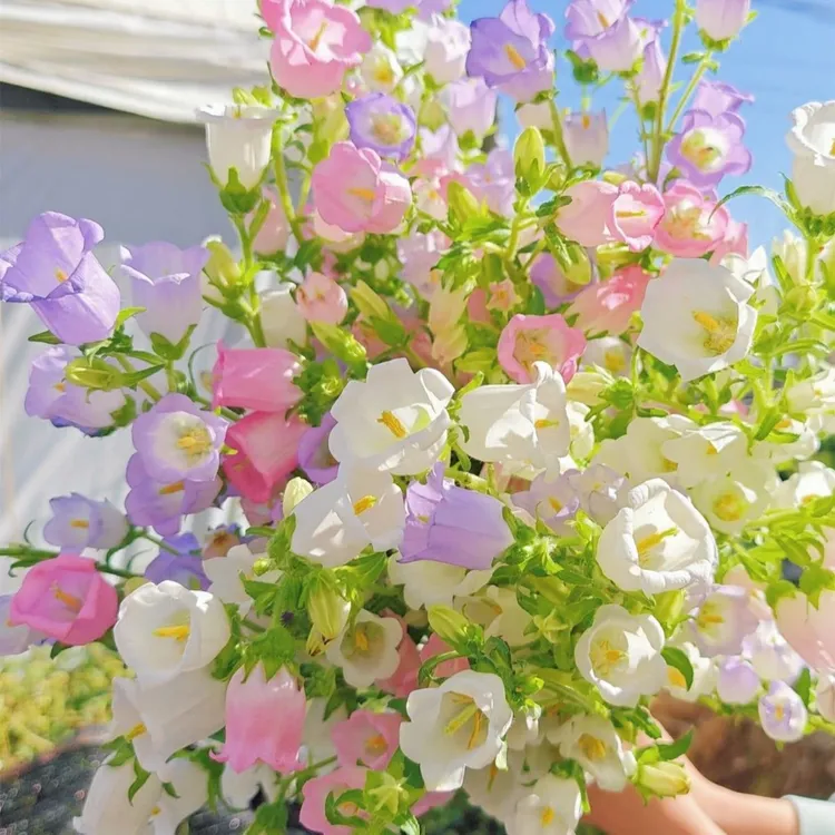 丛生风铃草种子风铃花籽阳台庭院观赏植物花卉易种盆栽花卉种子