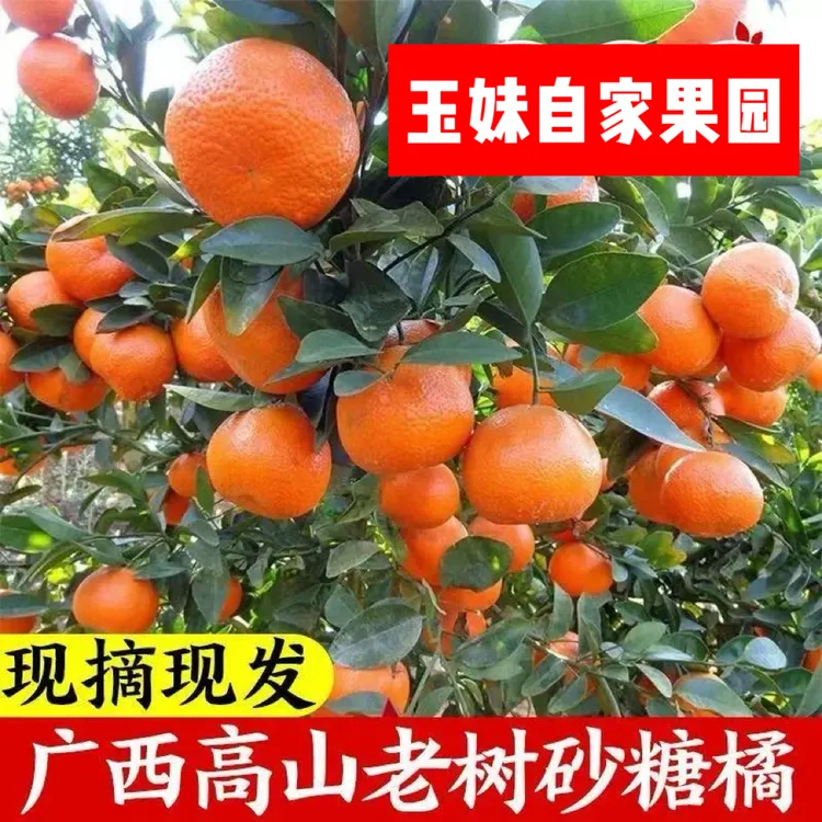 【京东包邮】正宗广西沙糖桔原产地直发自然树熟不抛光不打蜡砂糖橘