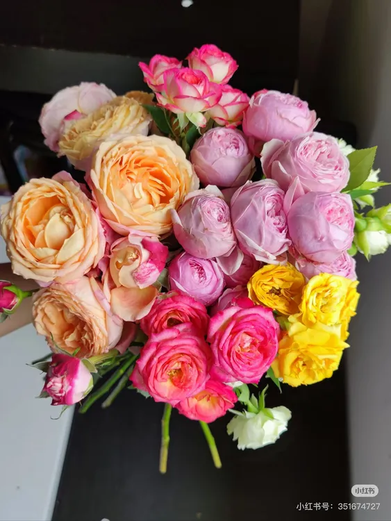 【混色月季】大花浓香月季三色四季开花云南基地直发