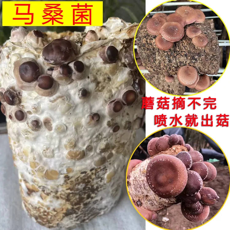 贵州马桑菌香菇种植菌包阳台香薰蘑菇菌棒种植家庭室内种植食用菌