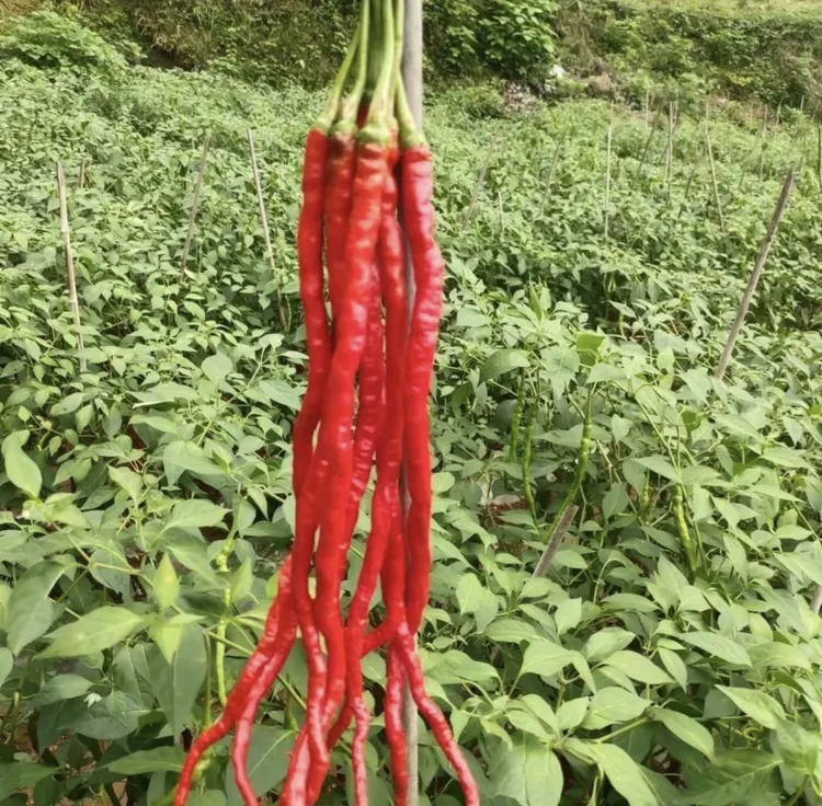 【8898线椒种子】四季种植特色辣椒种子