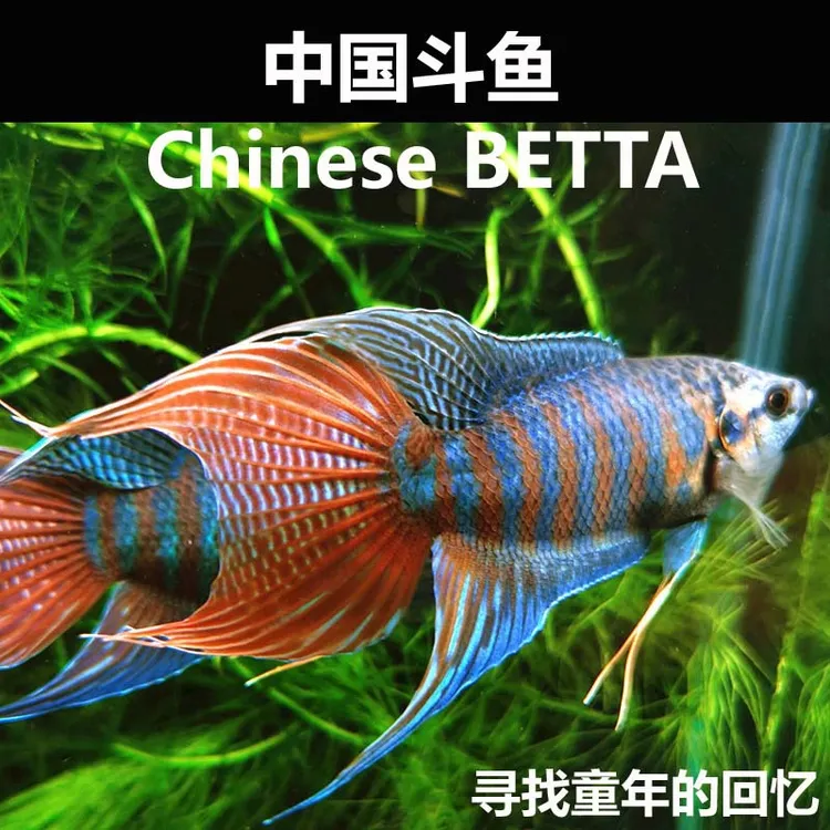小型冷水观赏鱼中国斗鱼活鱼冷水鱼不打氧气斗鱼苗巨普淡水菩萨