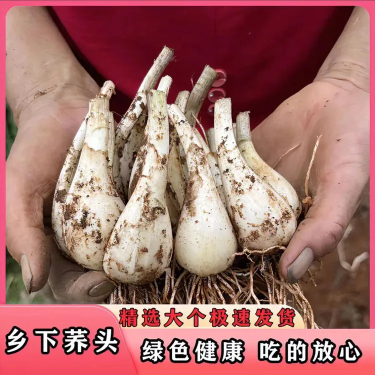 荞头2025年新鲜嫩茭头江西现挖藠头去叶去须荞头做泡菜头现挖