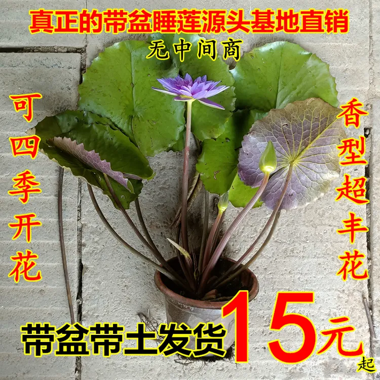 香睡莲荷花莲花原土原盆带花苞成品四季开花水养池塘阳台水生植物