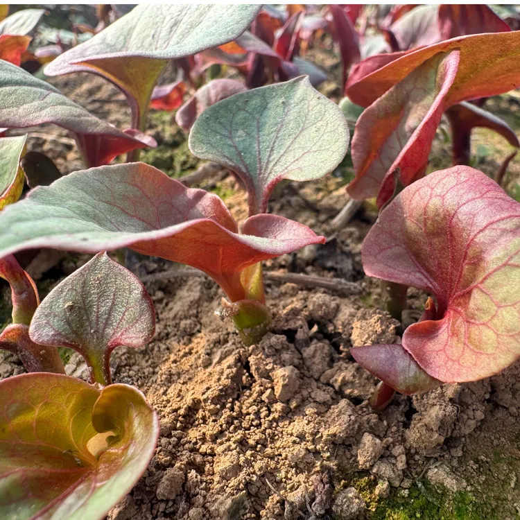 四川农家现挖带泥鱼腥草猪皮拱新鲜嫩根嫩叶嫩芽折耳根凉拌特产