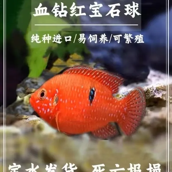 血钻红宝石繁殖三湖池雕成鱼种鱼鱼观赏鱼圆体配对发货