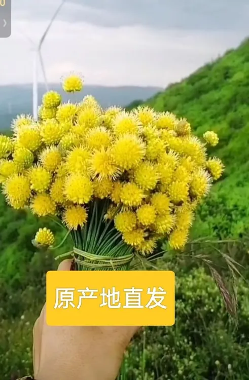 甘肃野韭菜花黄葱花扎蒙花特产干货手工采摘浆水拌面炝锅提味佐料