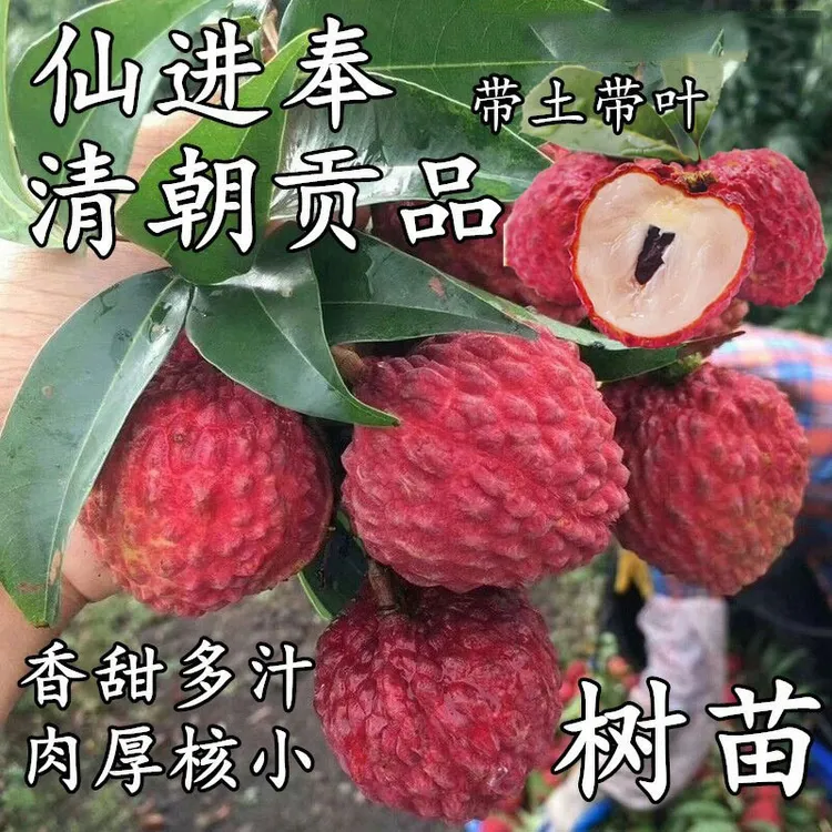 增城仙进奉荔枝树苗嫁接观音绿荔枝苗嫁接荔枝苗盆栽地栽当年结果