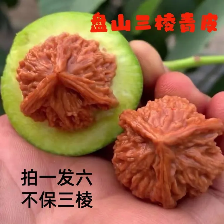 【精选配对】文玩核桃青皮四座楼野生盘山狮子头官帽带皮自己开