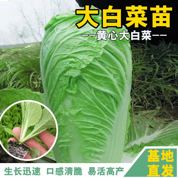 黄心大白菜秧苗带土高产耐寒抗热早熟阳台庭院家庭四季种易活育苗