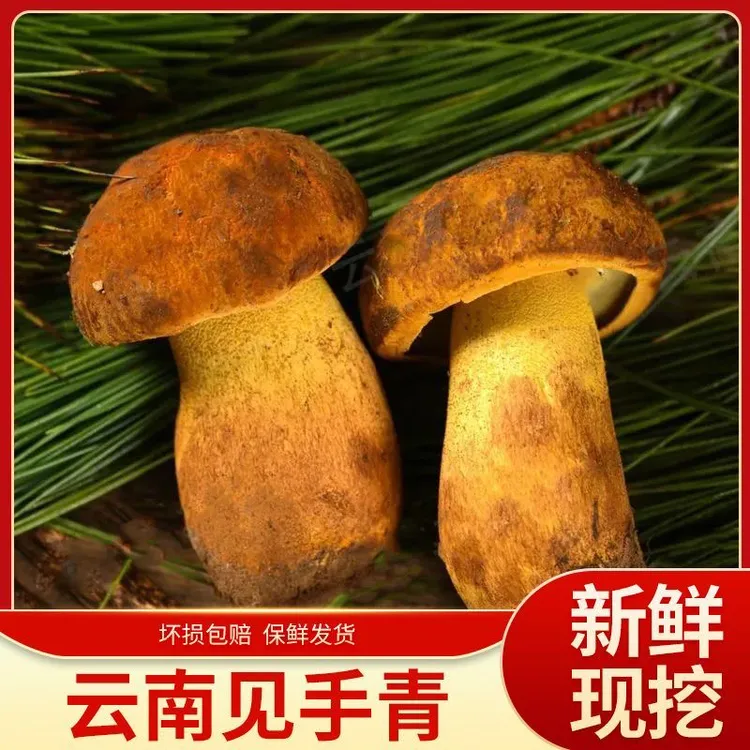 云南新鲜黄牛肝菌见手青顺丰包邮煲汤鲜香美味自然山珍