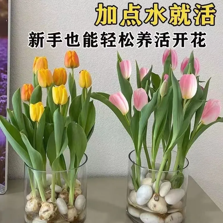 【耐寒】水培种球郁金香四季开花盆栽花卉植物绿植花卉大全好养活