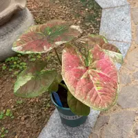 泰国彩叶芋23-0928