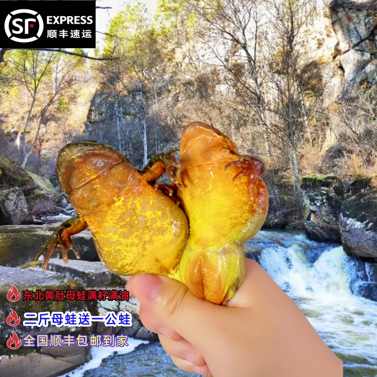 东北 吉林桦甸 林蛙 母蛙 蛤蟆 大母豹子