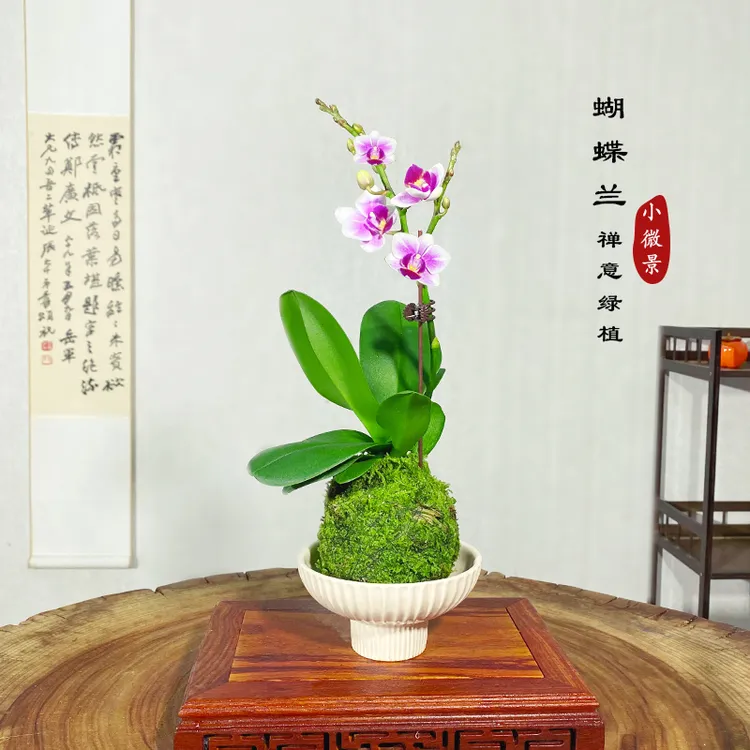 【宏展】蝴蝶兰苔藓球茶桌禅意开花植物青香美人苔藓球