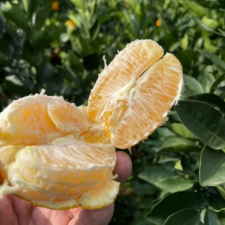 攀枝花高山纽荷尔脐橙橙子新鲜应季水果皮薄肉嫩酸甜多汁10斤包邮