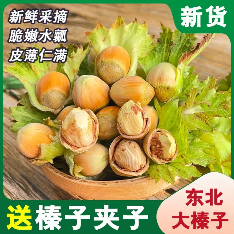 新鲜东北水瓤青皮大榛子带夹子