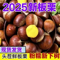 【送栗爪】丹 东高山老树新鲜油板栗清甜可口现摘现发
