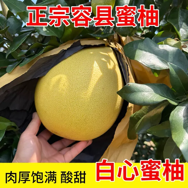 正宗容县蜜柚子新鲜酸甜孕妇宝宝爱吃的水果 非沙田柚 产地直发