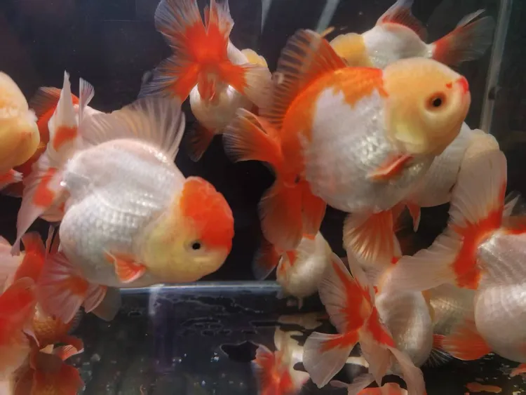 水族精品三色玛丽泰狮金鱼苗活鱼活体观赏鱼苗冷淡水好养耐活