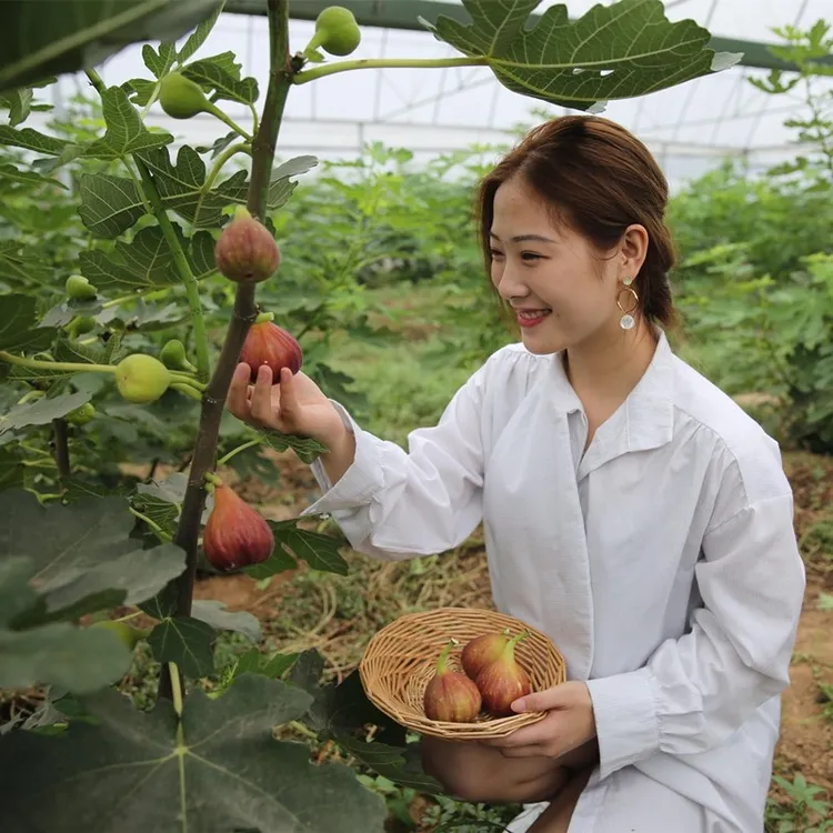 无花果树苗矮化 南方北方种植果苗波姬红盆栽无花果苗