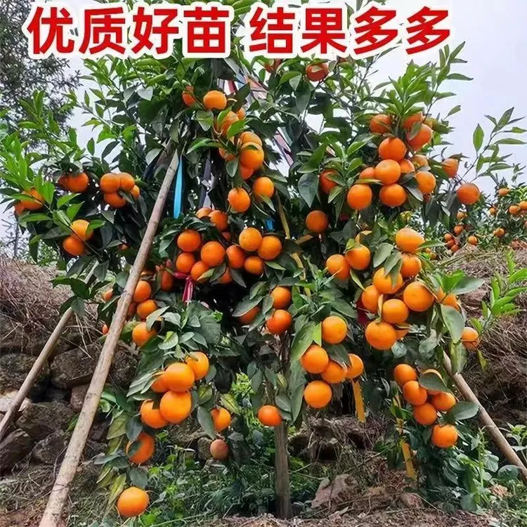 沃柑树苗正品嫁接新品种无核沃柑抗寒耐热南北方阳台庭院盆栽地栽