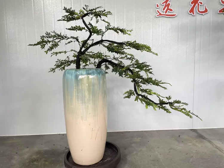 广东小叶紫檀造型黑骨茶室内外高端四季常绿观叶植物盆栽