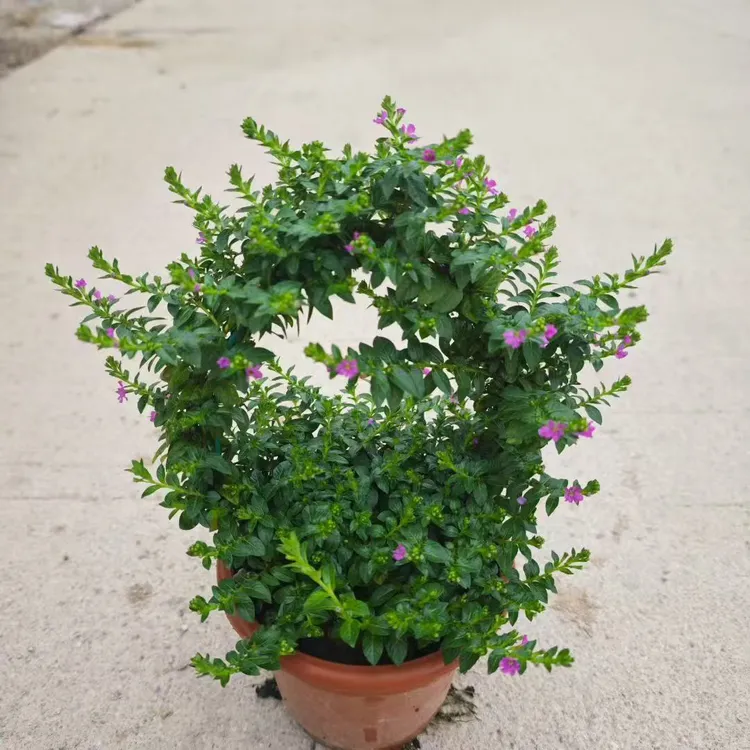 买一颗送一颗  满天星盆栽带花苞四季开花室内外好养观赏绿植花卉