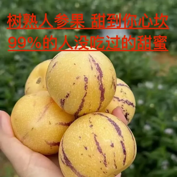 「香菜果园」树熟攀枝花精品人参果产地直发香甜爆汁