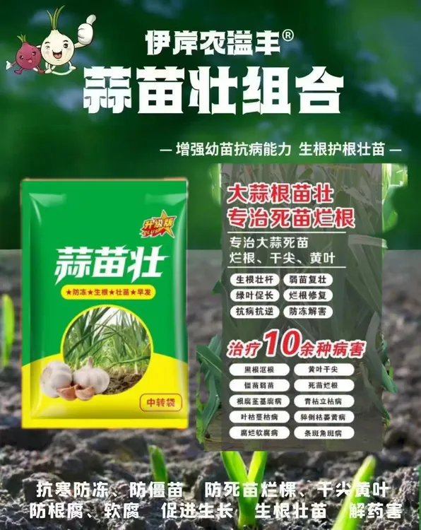 蒜苗壮生根壮苗防病防干尖黄叶防冻营养增产