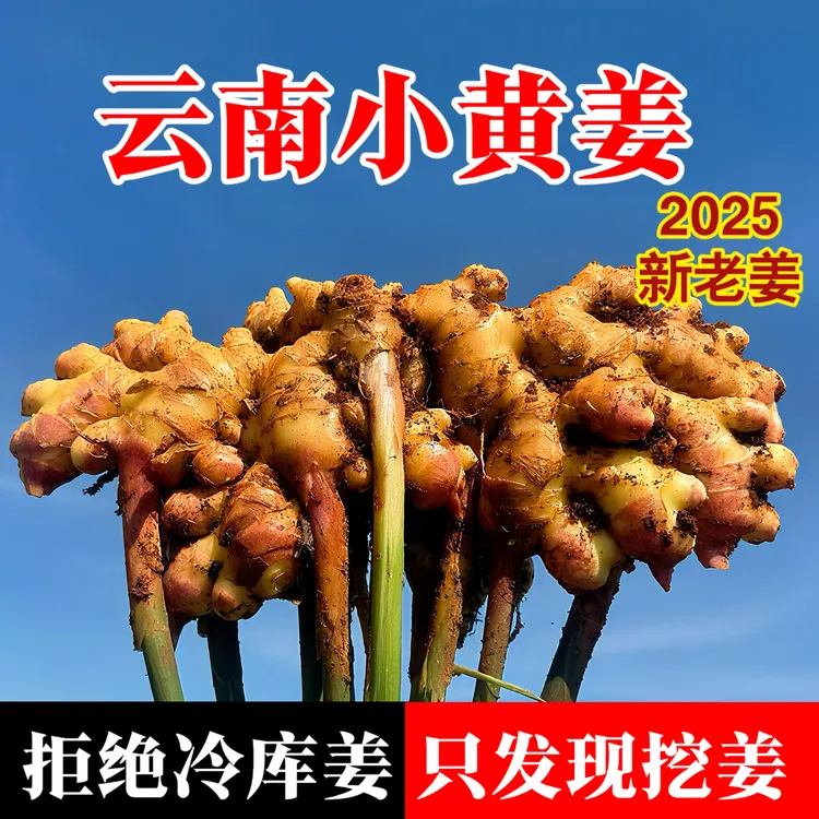 云南小黄姜香味浓郁辛辣够味新鲜现挖山地种植生姜产地直销