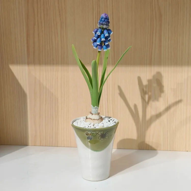 葡萄风信子带盆带芽发货开花型植物蓝紫色系花搭配瓷盆发货花卉