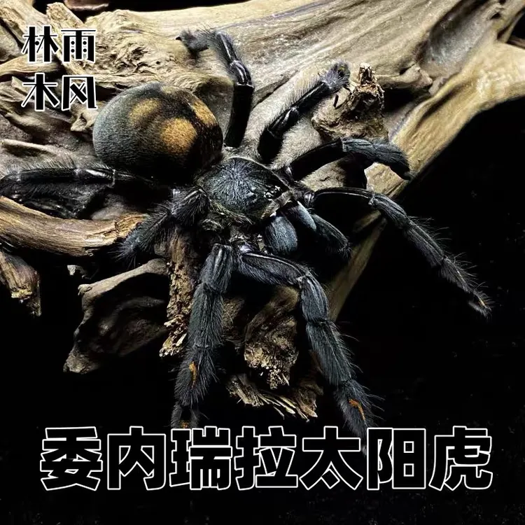 大型树栖委内瑞拉太阳虎蜘蛛