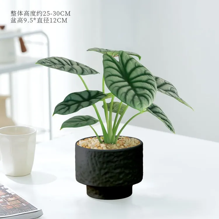 白犀牛海芋网红热带植物北欧ins风室内办公室桌面懒人绿植小盆栽