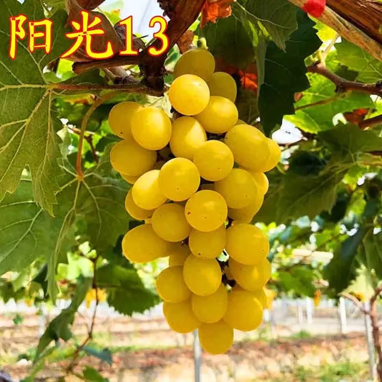阳光视频13葡萄树苗（爬藤的）南北方均可种植荔枝树蓝莓树皇后